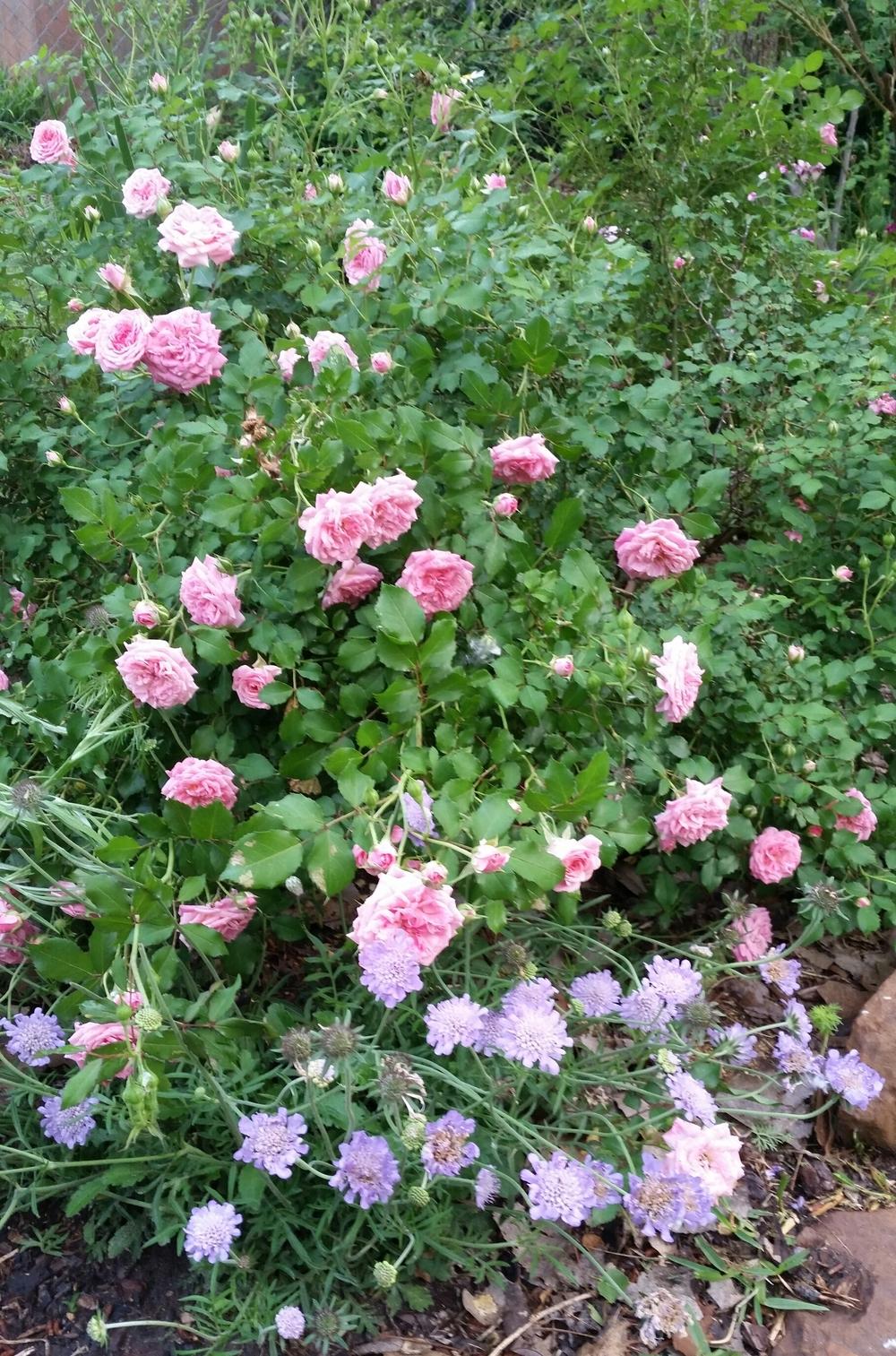 Photo of Rose (Rosa 'Larissa') uploaded by FAIRYROSE