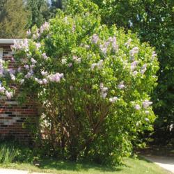 Location: Malvern, Pennsylvaina
Date: 2019-04-27
full-grown shrub in bloom
