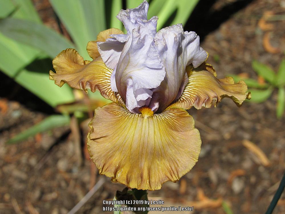 Photo of Tall Bearded Iris (Iris 'Olive Windows') uploaded by Lestv
