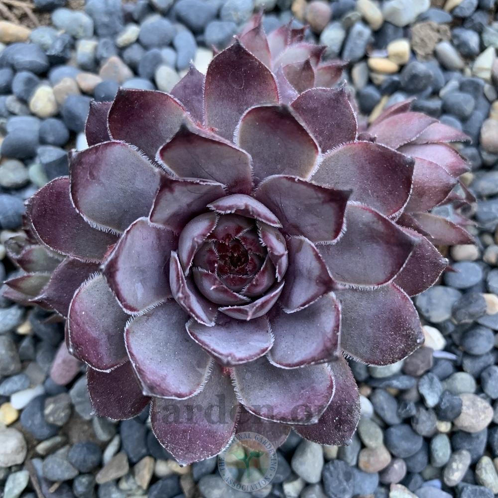 Photo of Hen and Chicks (Sempervivum 'Virgil Ford') uploaded by Patty