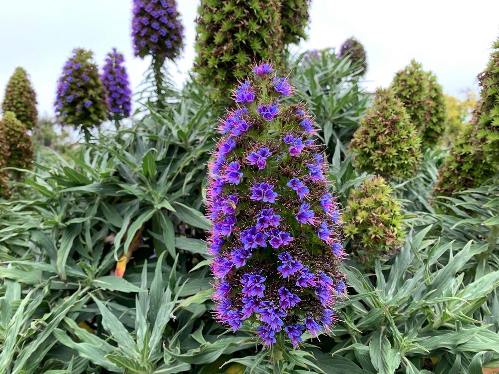 Photo of Pride of Madeira (Echium candicans) uploaded by _Bleu_