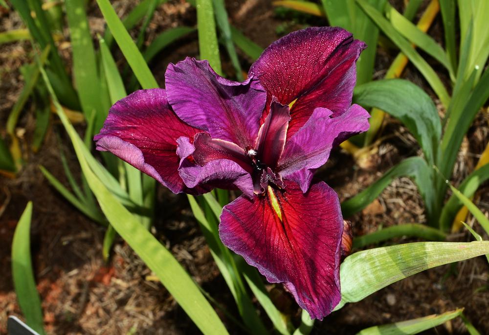 Photo of Louisiana Iris (Iris 'Red Velvet Elvis') uploaded by dawiz1753