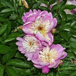 Location: Botanical Gardens of the State of Georgia...Athens, Ga
Date: 2019-05-02
Peony - Bowl Of Beauty 023
