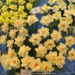 Location: Harrogate Flower Show
Date: 2019-04-27
Walkers Bulbs exhibit