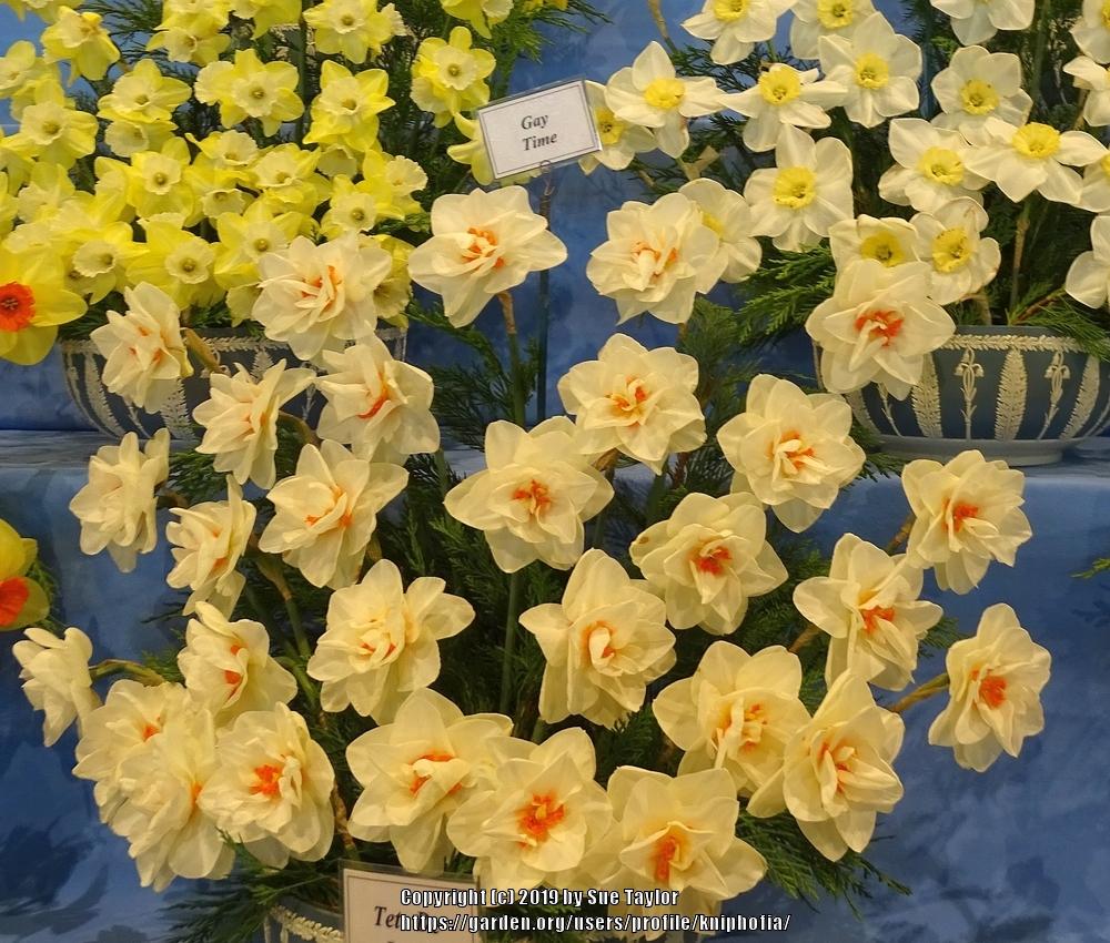Photo of Double Daffodil (Narcissus 'Gay Time') uploaded by kniphofia