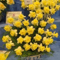 Location: Harrogate Flower Show
Date: 2019-04-27
Walkers Bulbs exhibit