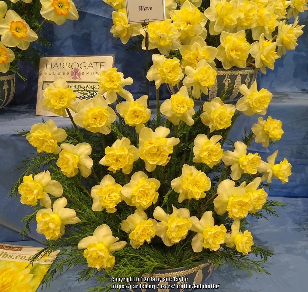 Photo of Double Daffodil (Narcissus 'Wave') uploaded by kniphofia