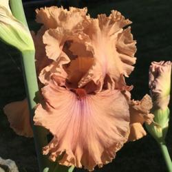 Location: San Rafael, CA
Date: 2019-05-02
It’s a fabulous bloom, and slow grower ideal for pots.