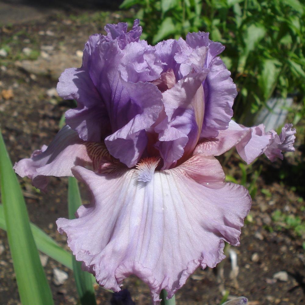 Photo of Tall Bearded Iris (Iris 'Best Friend') uploaded by lovemyhouse