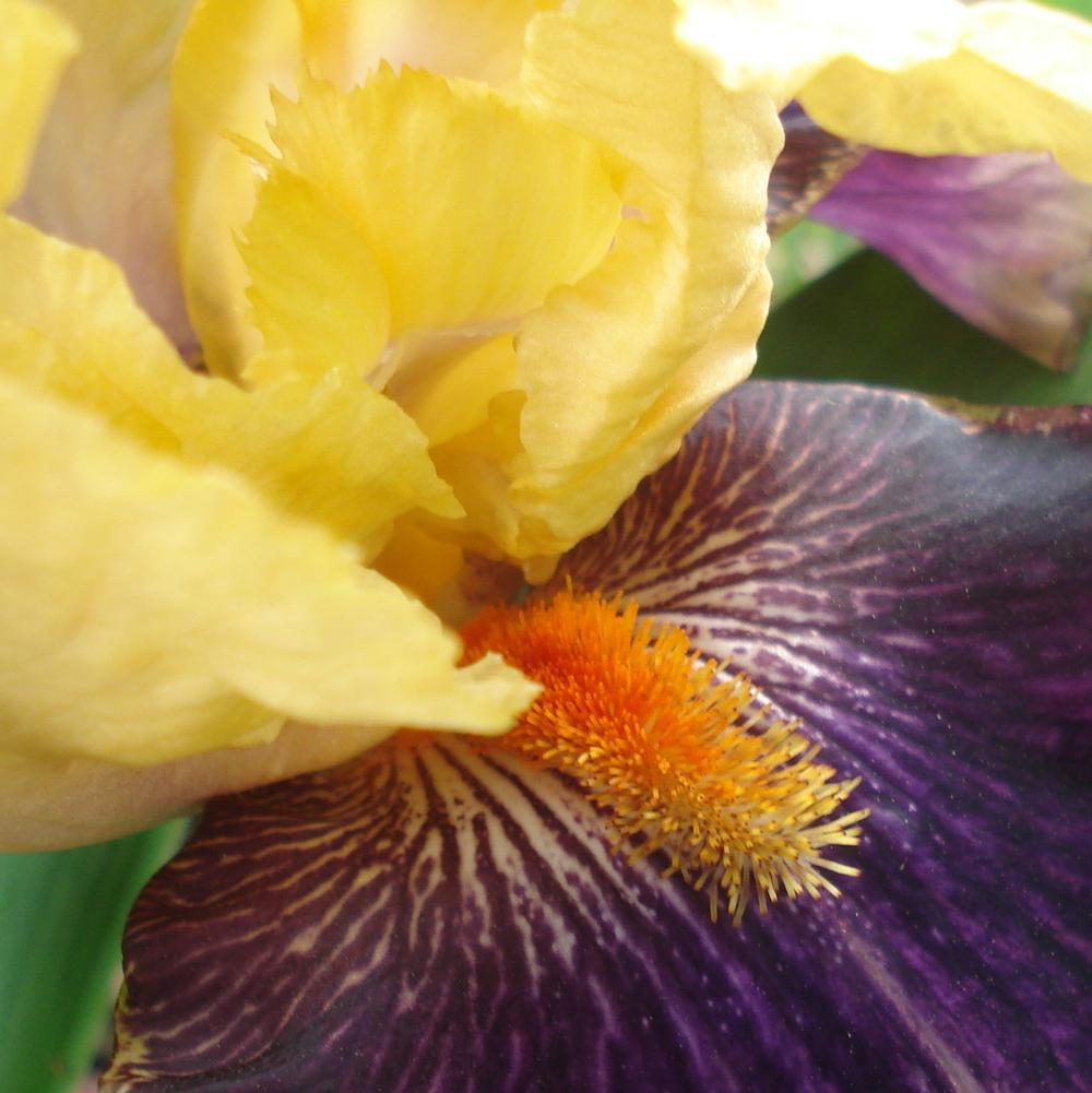 Photo of Border Bearded Iris (Iris 'Fruit Stripe') uploaded by lovemyhouse