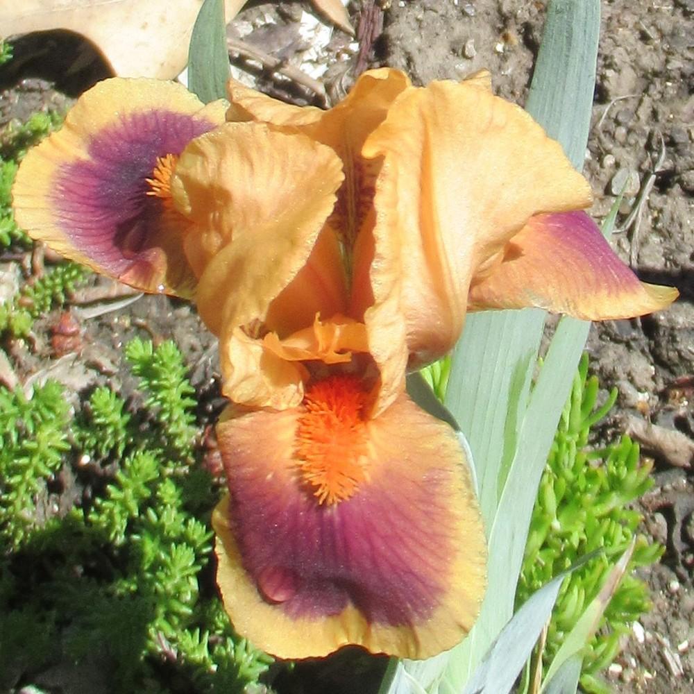 Photo of Standard Dwarf Bearded Iris (Iris 'Pele') uploaded by stilldew