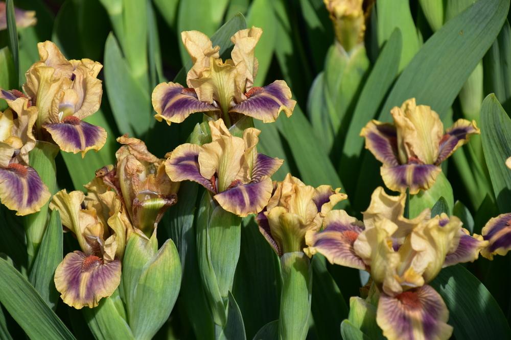 Photo of Standard Dwarf Bearded Iris (Iris 'Burano') uploaded by sunnyvalley