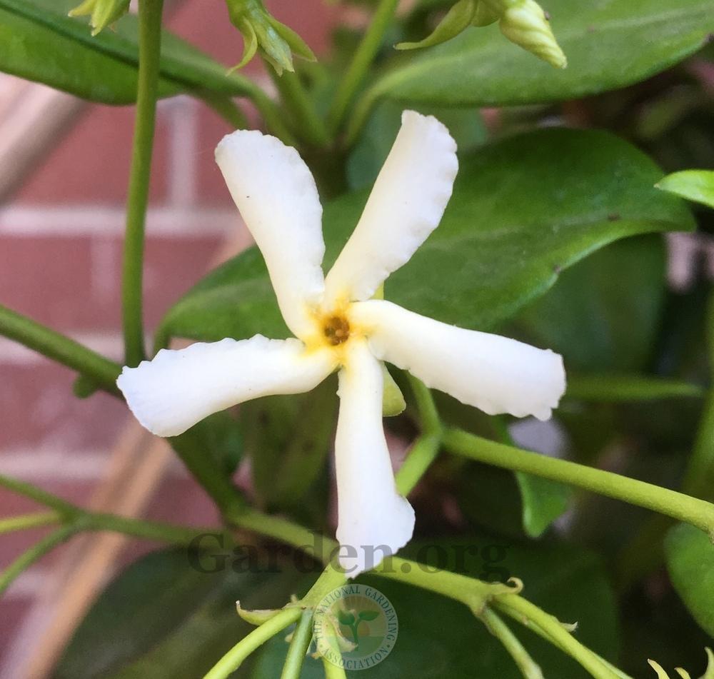 Photo of Confederate Jasmine (Trachelospermum jasminoides 'Madison') uploaded by BlueOddish