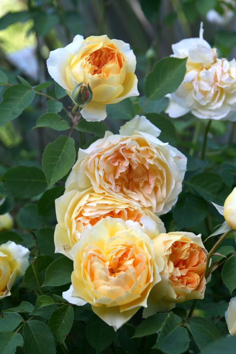 Photo of Rose (Rosa 'Molineux') uploaded by Calif_Sue