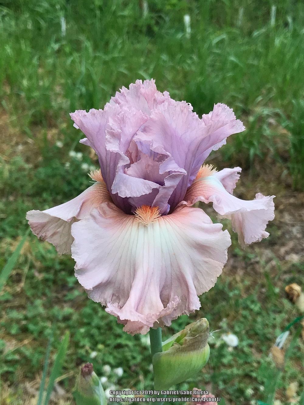 Photo of Tall Bearded Iris (Iris 'Edwardian Era') uploaded by Cuzz4short