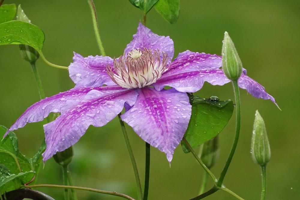 Photo of Clematis 'Dr. Ruppel' uploaded by Sheridragonfly