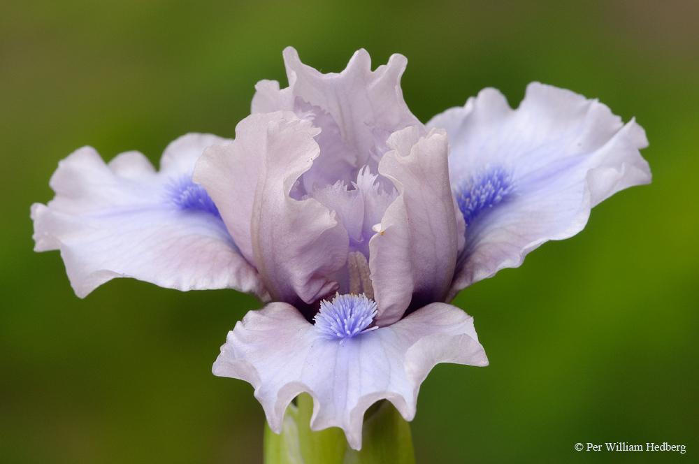 Photo of Standard Dwarf Bearded Iris (Iris 'Breathtaking') uploaded by William