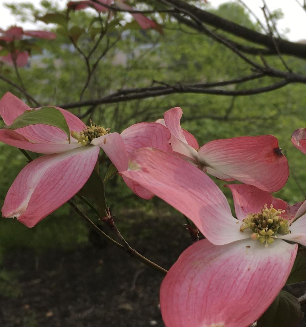 Photo of Pink Flowering Dogwood (Cornus florida 'Rubra') uploaded by csandt