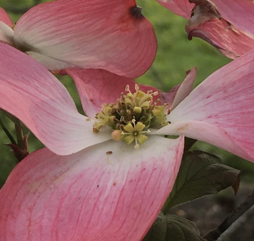 Photo of Pink Flowering Dogwood (Cornus florida 'Rubra') uploaded by csandt