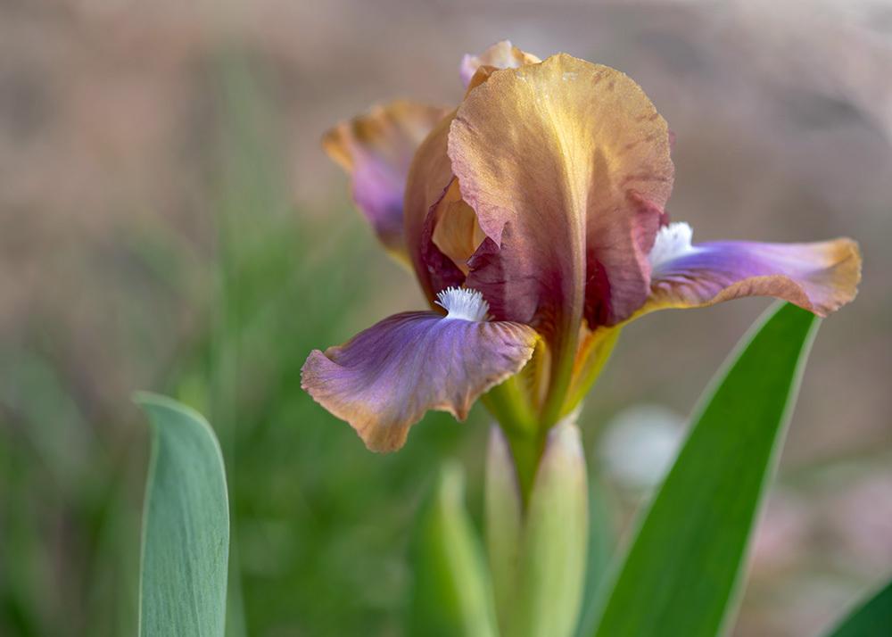 Photo of Miniature Dwarf Bearded Iris (Iris 'Wee Harry') uploaded by dirtdorphins