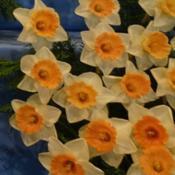 Location: Harrogate Flower ShowDate: 2019-04-27Walkers Bulbs exhibit