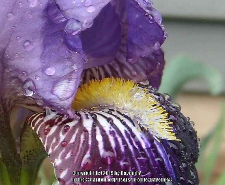 Photo of Tall Bearded Iris (Iris 'Swazi') uploaded by DaveinPA