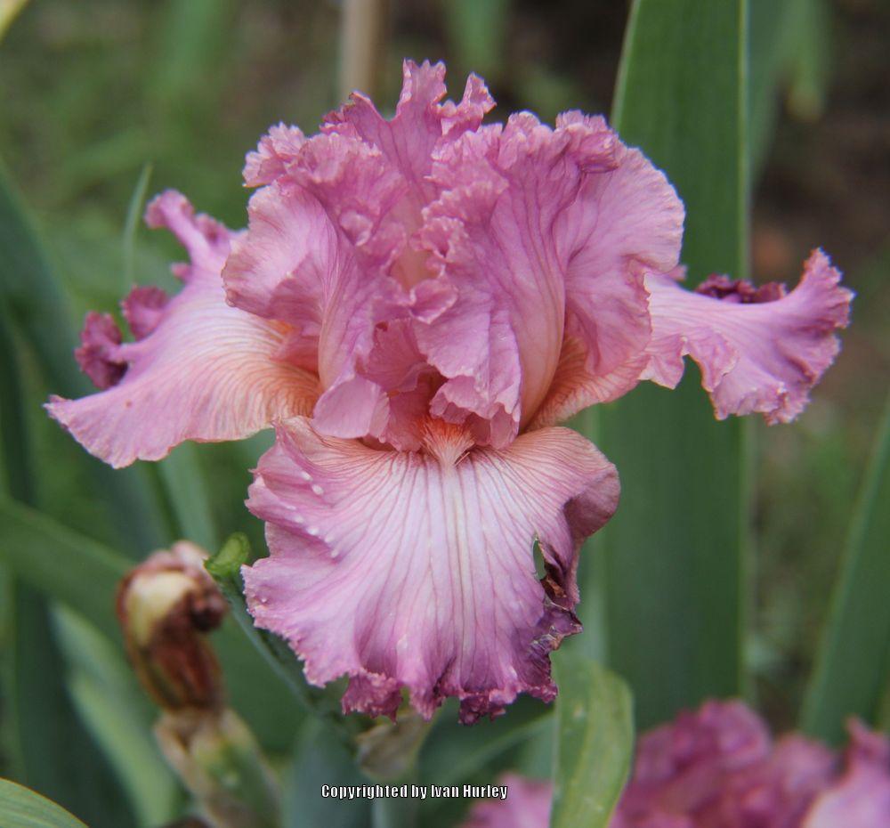 Photo of Tall Bearded Iris (Iris 'Social Graces') uploaded by Ivan_N_Tx