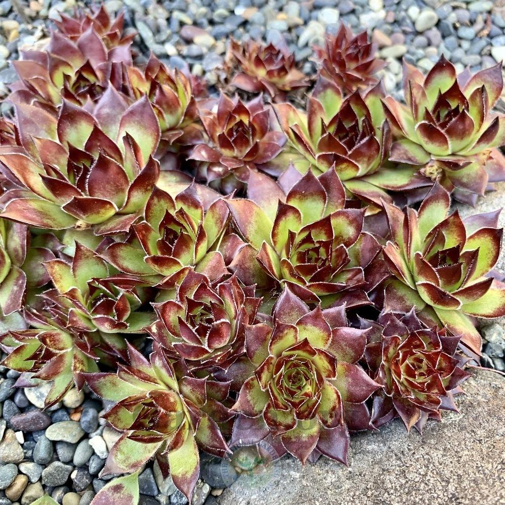 Photo of Hen and Chicks (Sempervivum 'Bitter Chocolate') uploaded by Patty