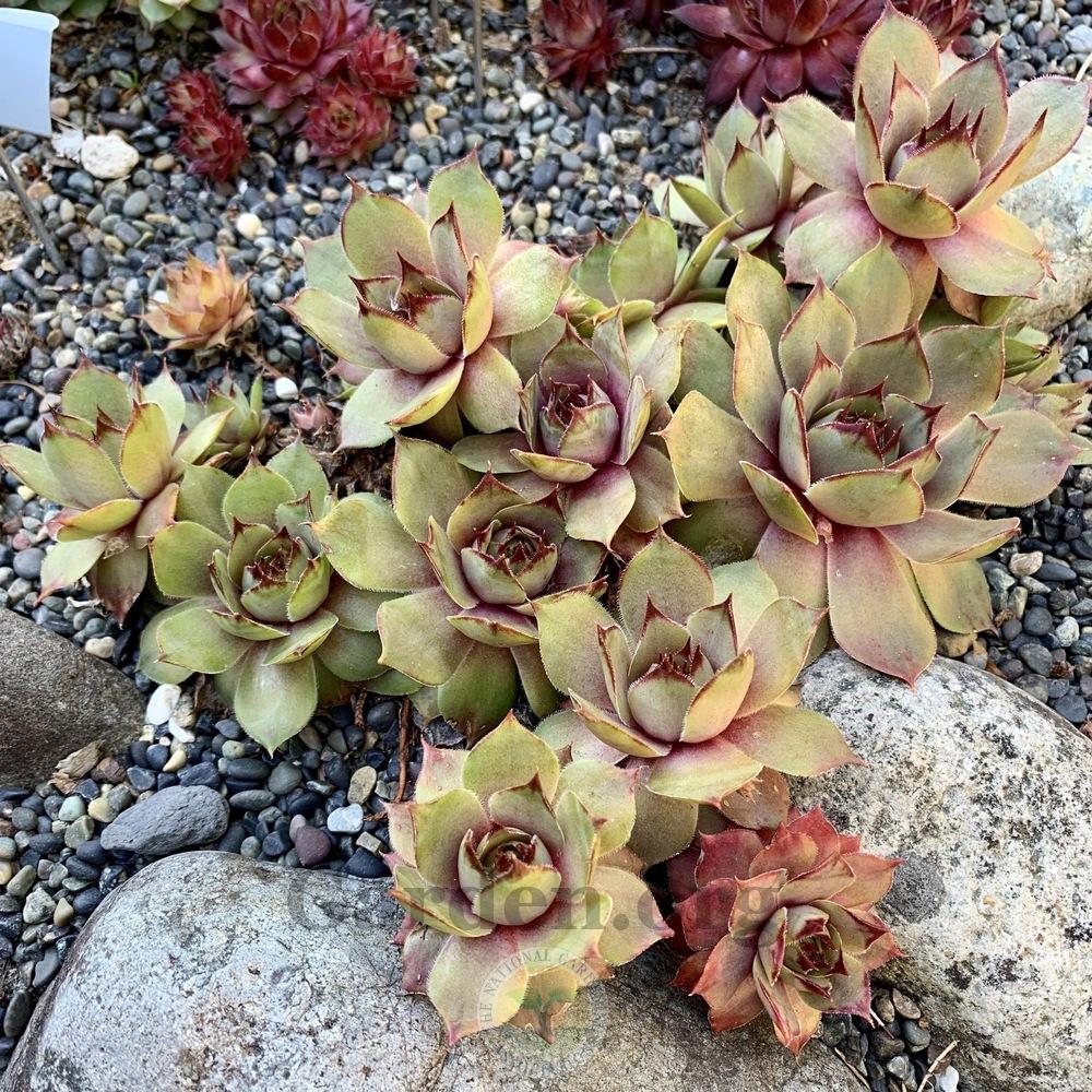 Photo of Hen and Chicks (Sempervivum 'Summerwine') uploaded by Patty