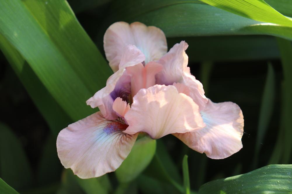 Photo of Standard Dwarf Bearded Iris (Iris 'Volts') uploaded by Xiron