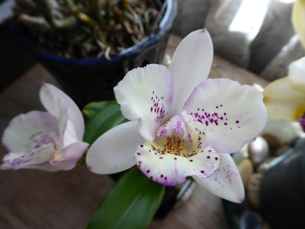 Photo of Orchid (Brassacathron Aka's Aloha 'Dream Dust') uploaded by ctcarol