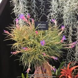 Location: Harrogate Flower Show
Date: 2019-04-27
Craftyplants display