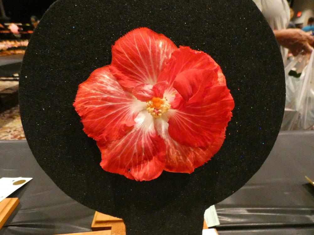 Photo of Tropical Hibiscus (Hibiscus rosa-sinensis 'Love Story') uploaded by mellielong