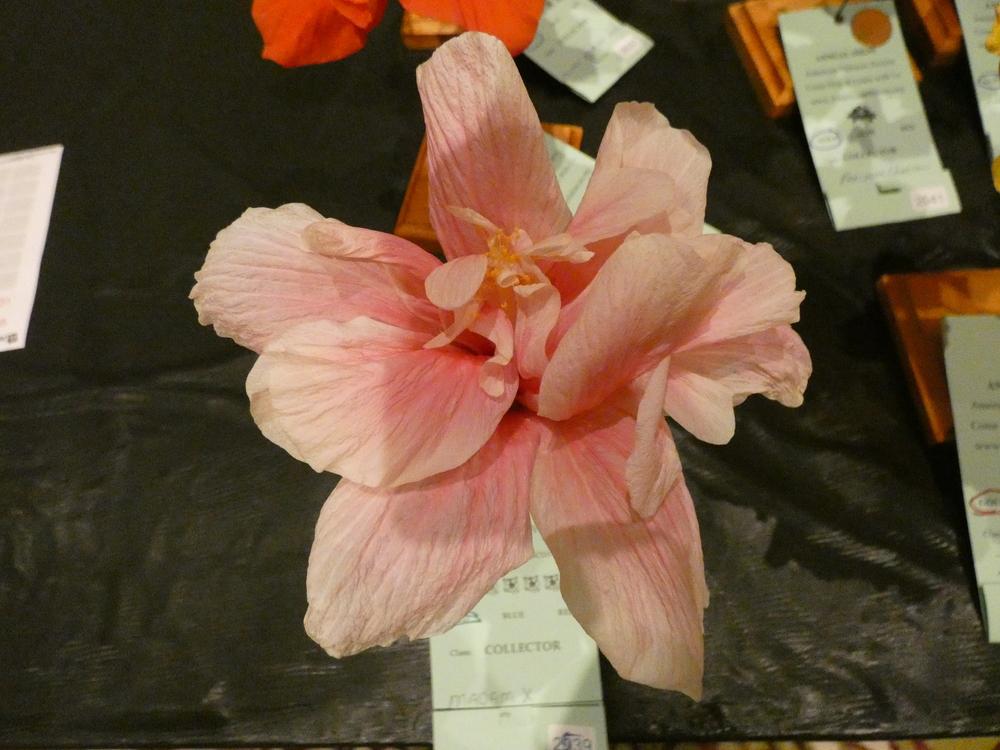 Photo of Tropical Hibiscus (Hibiscus rosa-sinensis 'Madam X') uploaded by mellielong