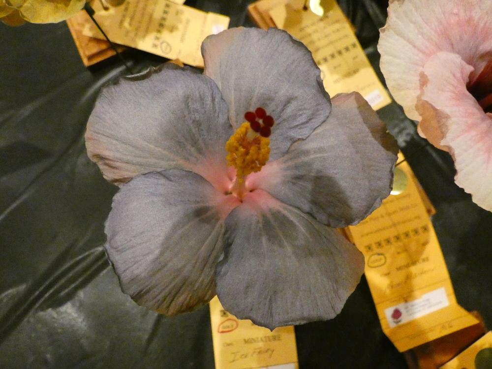Photo of Tropical Hibiscus (Hibiscus rosa-sinensis 'Ice Fairy') uploaded by mellielong