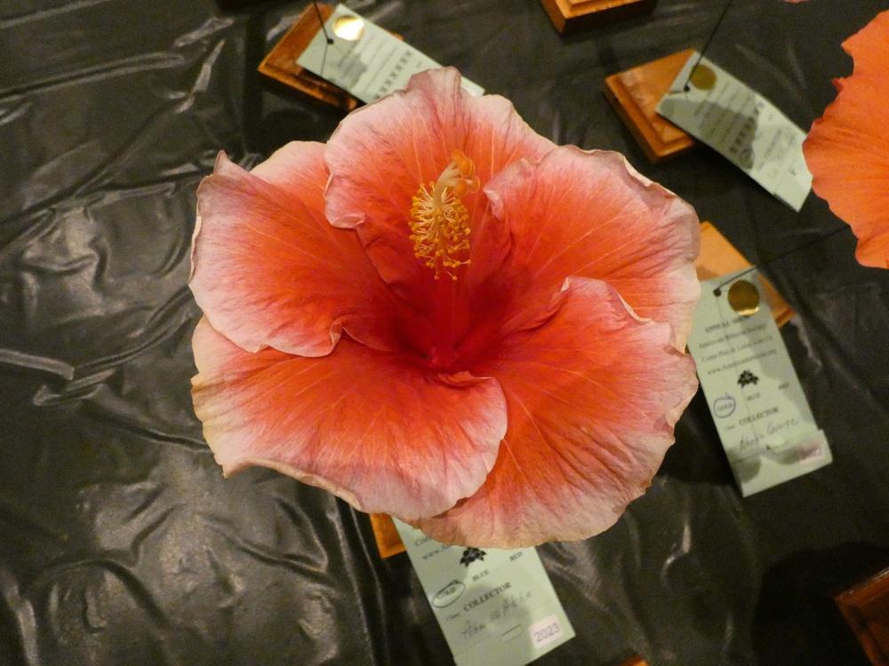Photo of Tropical Hibiscus (Hibiscus rosa-sinensis 'Pohai Ke Aloha') uploaded by mellielong
