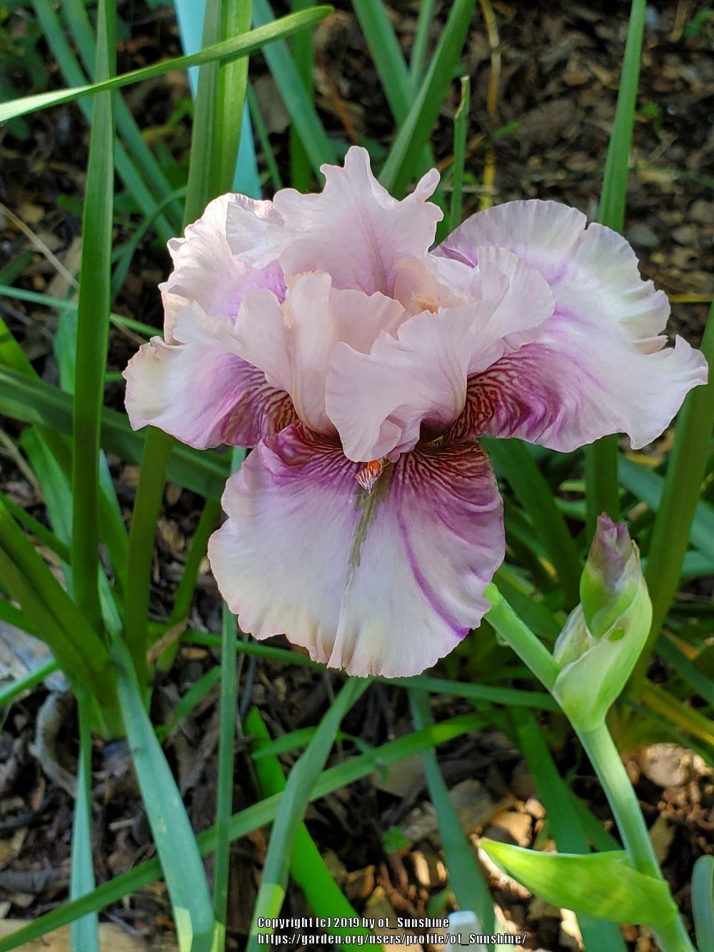 Photo of Tall Bearded Iris (Iris 'Spun Candy') uploaded by of_Sunshine
