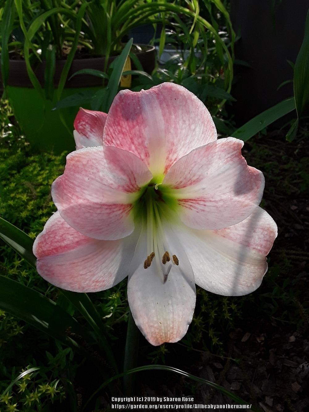Photo of Amaryllis (Hippeastrum 'Apple Blossom') uploaded by Altheabyanothername