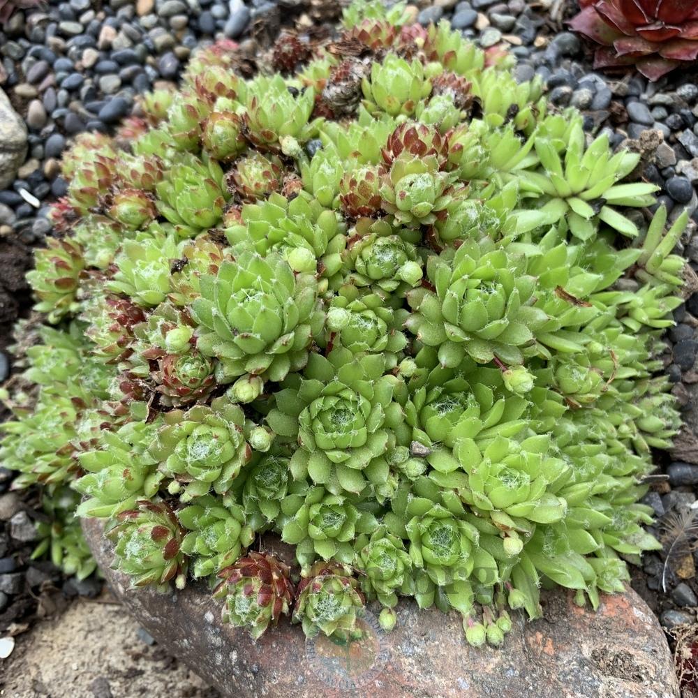 Photo of Hen and Chicks (Sempervivum 'Pixie') uploaded by Patty