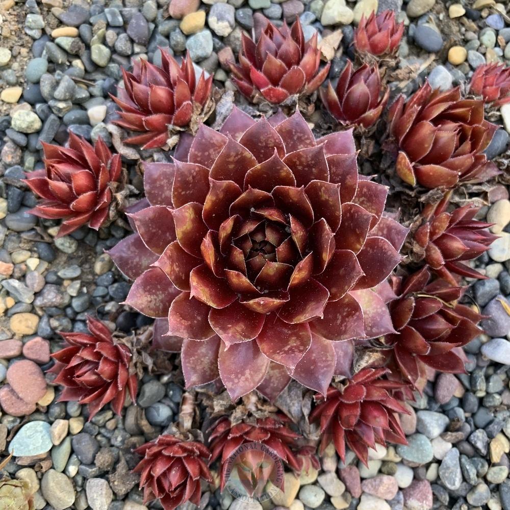 Photo of Hen and Chicks (Sempervivum 'Rectonii') uploaded by Patty