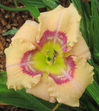 Photo of Daylily (Hemerocallis 'Victorian Garden Heaven's Applause') uploaded by QHBarbie