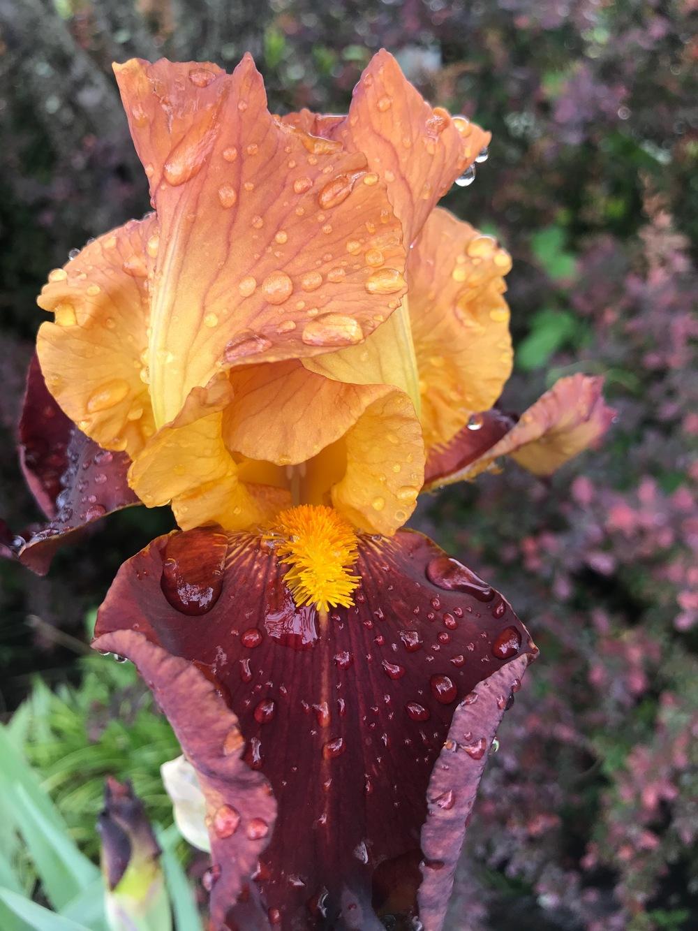 Photo of Tall Bearded Iris (Iris 'City Slicker') uploaded by TNLaura