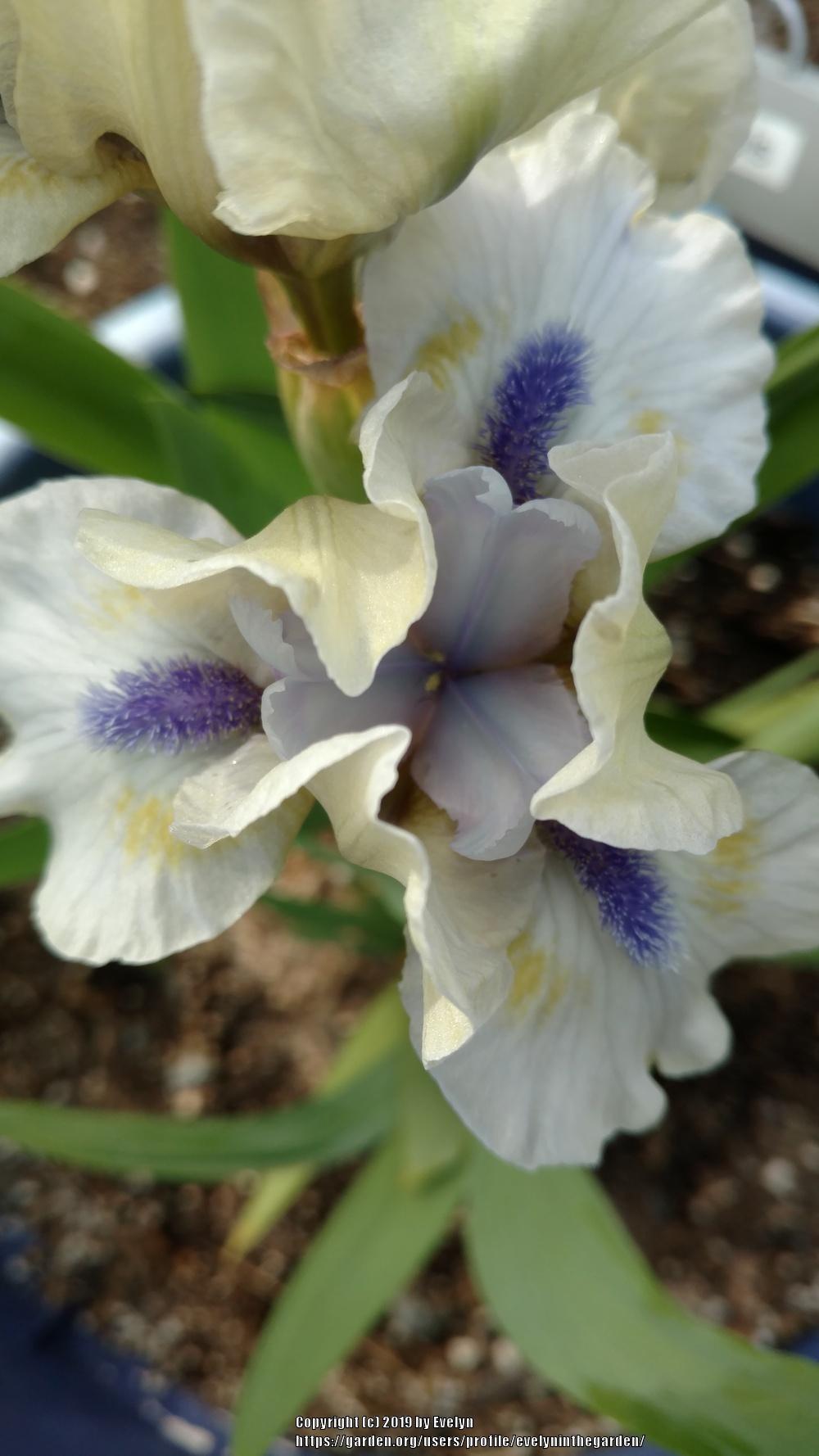 Photo of Standard Dwarf Bearded Iris (Iris 'Blue Oasis') uploaded by evelyninthegarden