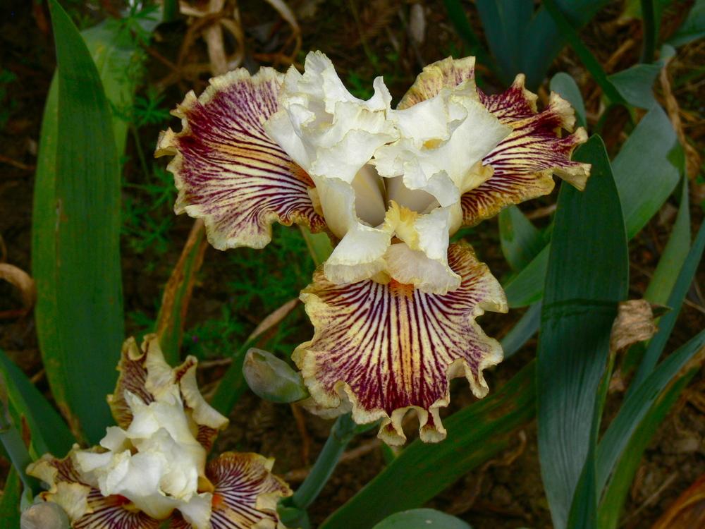 Photo of Tall Bearded Iris (Iris 'Insaniac') uploaded by janwax