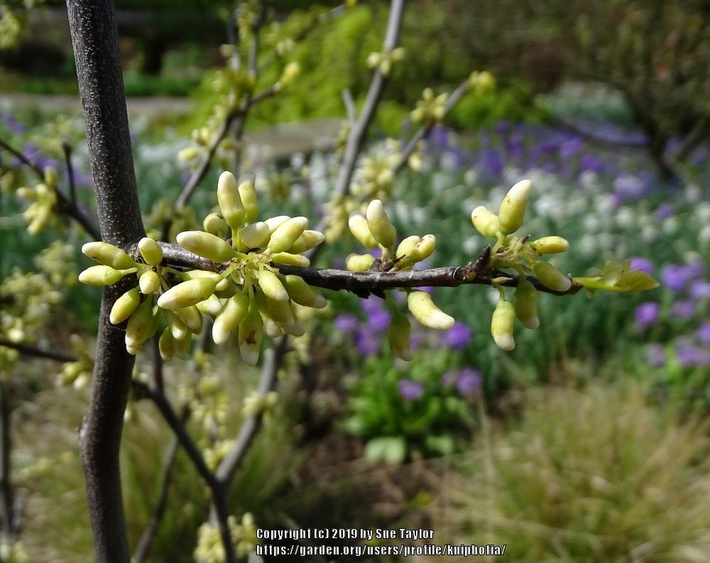 Photo of Texas Redbud (Cercis canadensis var. texensis 'Texas White') uploaded by kniphofia