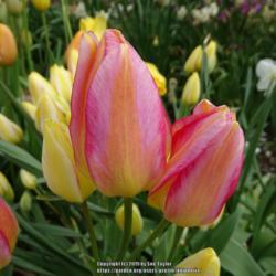 Location: RHS Harlow Carr, Yorkshire, UK
Date: 2019-05-04