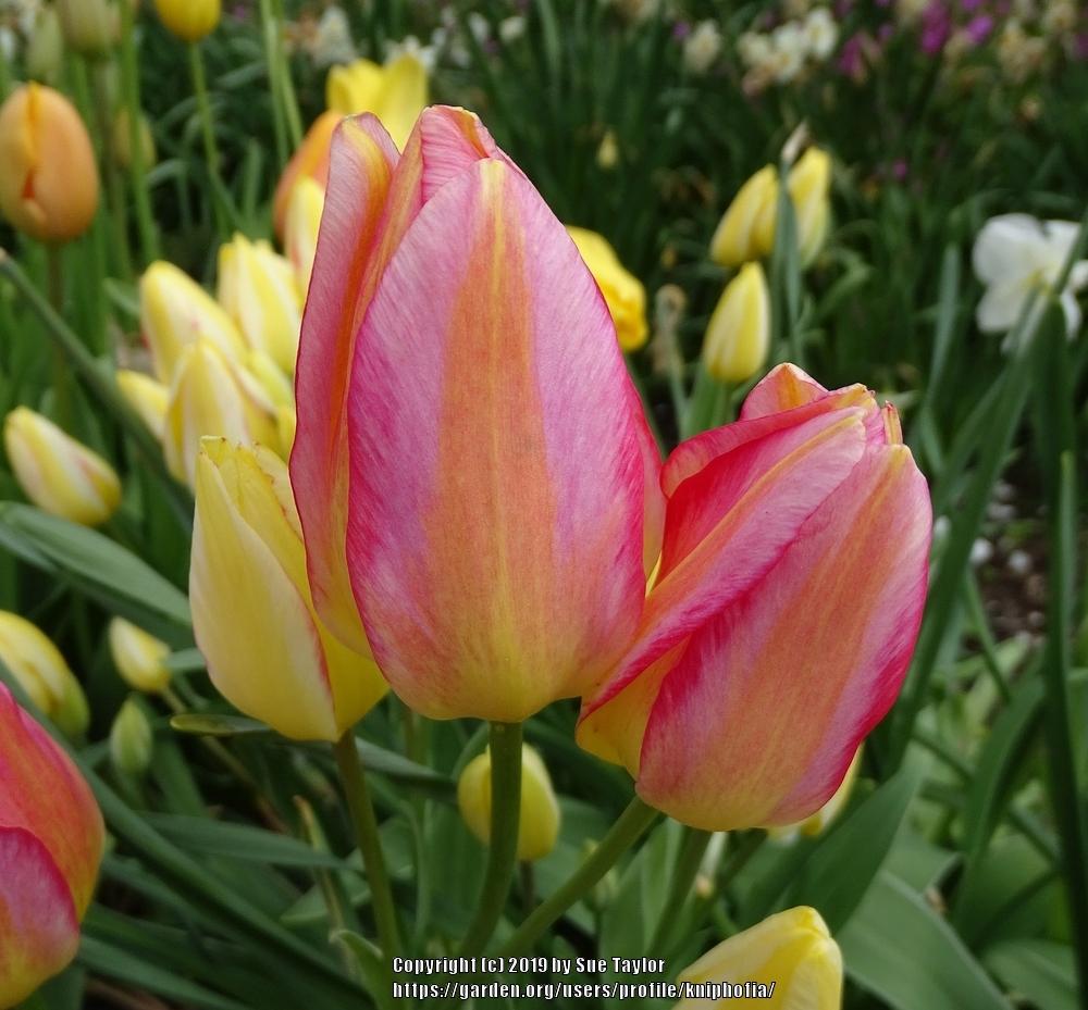 Photo of Single Late Tulip (Tulipa 'Antoinette') uploaded by kniphofia
