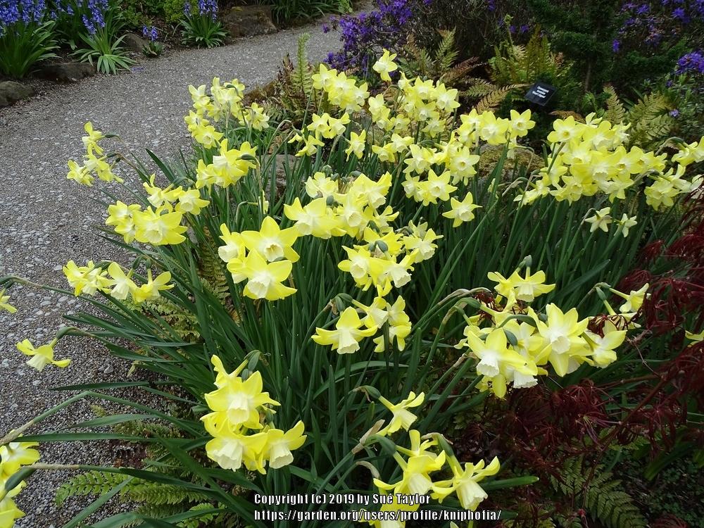 Photo of Miniature Jonquilla Daffodil (Narcissus 'Pipit') uploaded by kniphofia