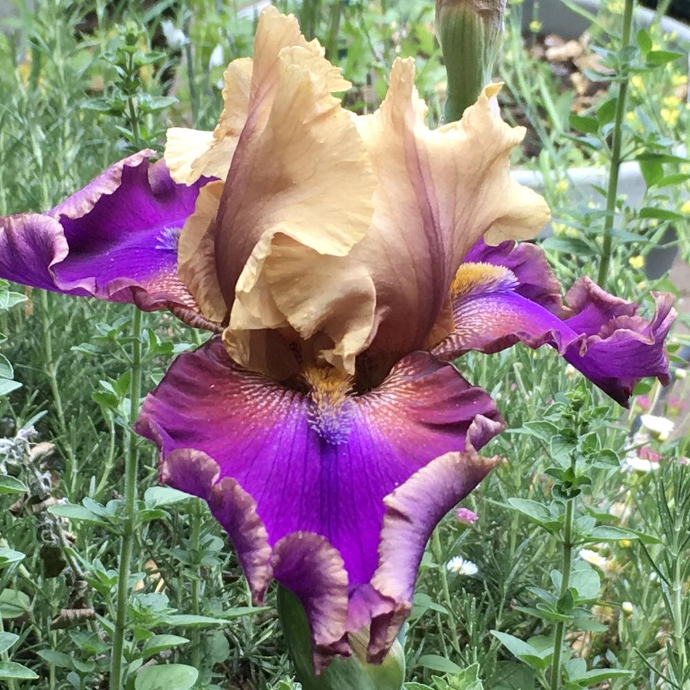 Photo of Tall Bearded Iris (Iris 'Deal or No Deal') uploaded by lilpod13