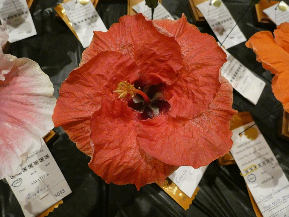 Photo of Tropical Hibiscus (Hibiscus rosa-sinensis 'Creole Belle') uploaded by mellielong